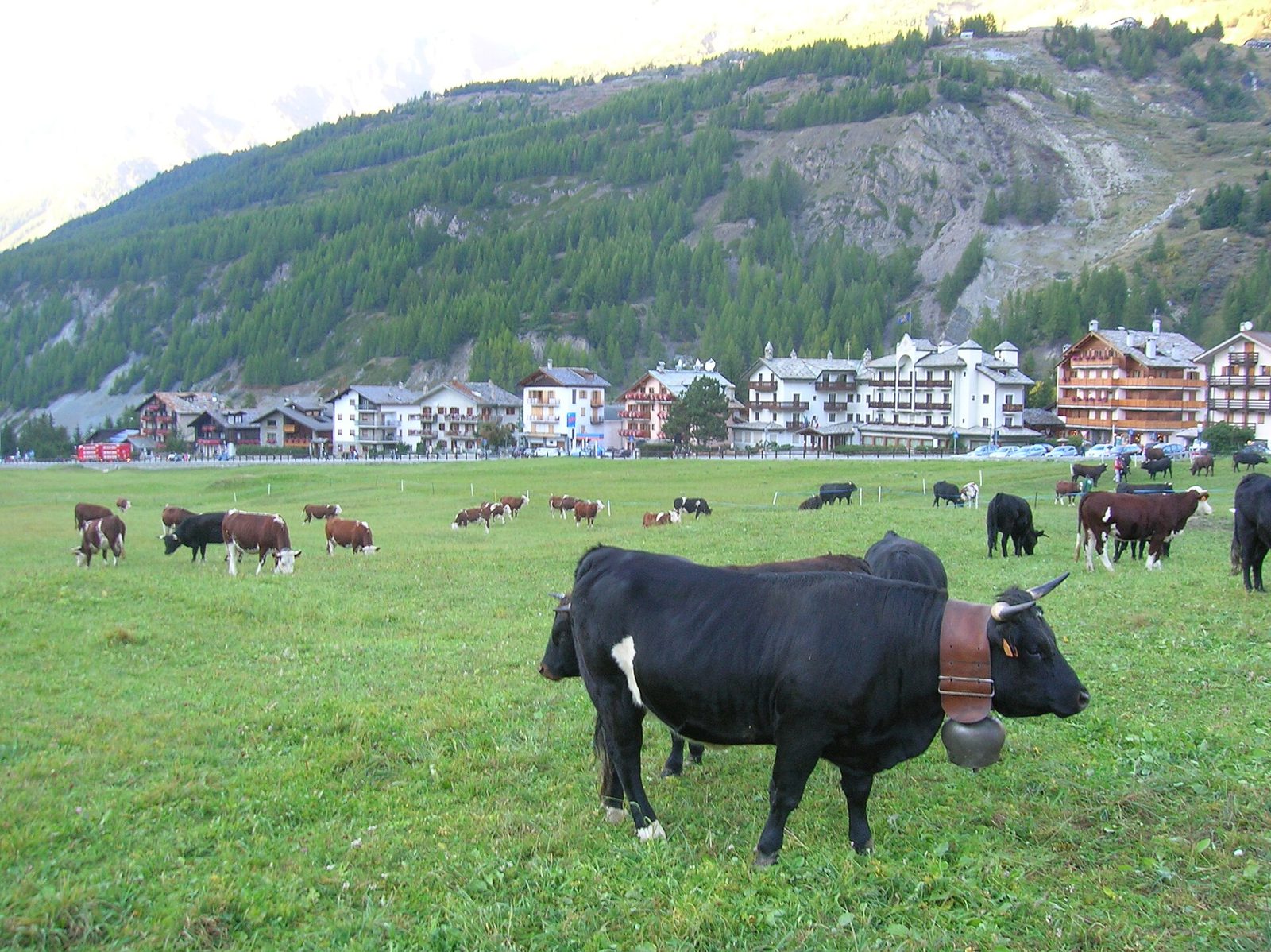 Mucche valdostane con campanacci al pascolo in un prato di Cogne durante la festa della Désarpa