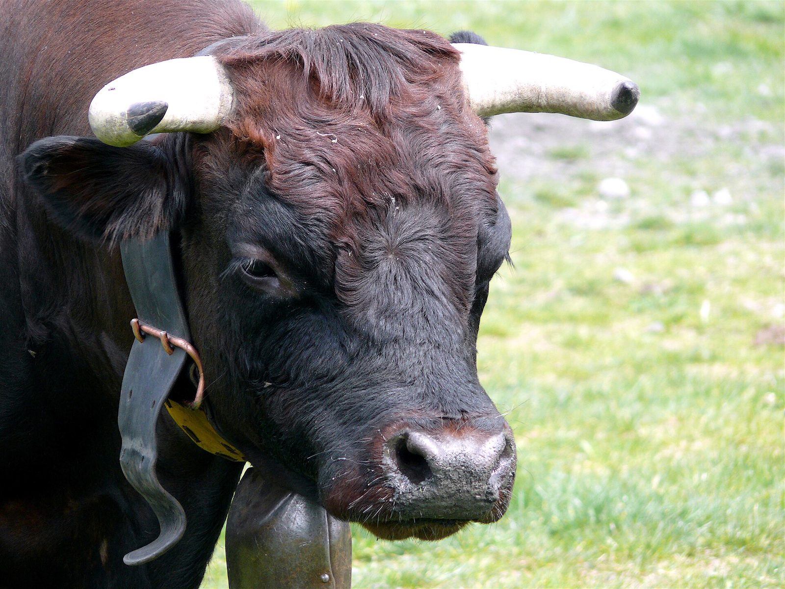 Primo piano di una bovina valdostana dal mantello scuro con corna e campanaccio, su un prato