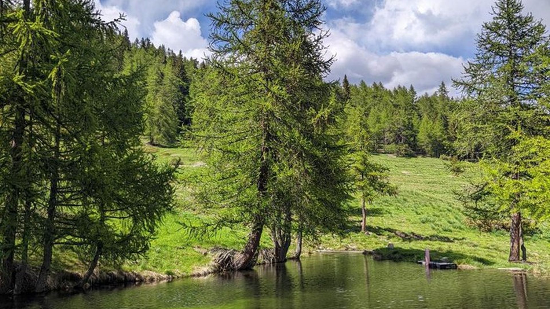 Bosco di larici e laghetto alpino in Valle d'Aosta